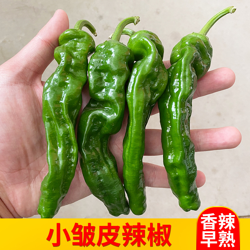 香辣小皱皮辣椒种子薄皮泡椒春季夏四季种籽高产盆栽苗蔬菜种孑