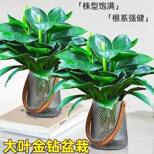Large-Leaf Golden Diamond Green Princess Hydroponic Green Plant Potted Desktop Air-Purifying Green Basket Succulent Bonsai Shade-Tolerant Green Plant