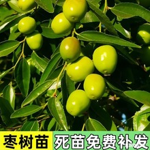 枣树活苗大枣树苗超甜冬枣苗树果树种植北方耐寒果苗树苗带土球