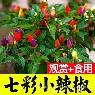 �ļ����콷�N���߲ʽ�С�׽������N�ӿ�ʳ���߲˷N��ͥԺ�̨����