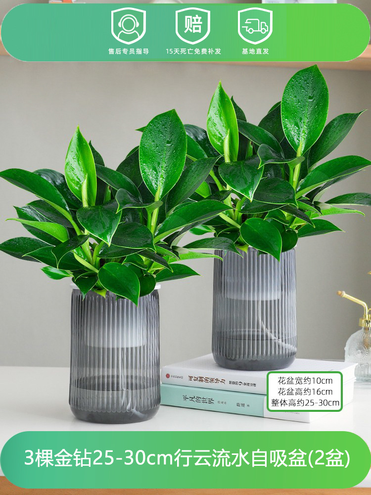 [2개 세면대 특별 제공] 25-30CM 골드 다이아몬드 3개 + 흐르는 물 세면대 + 영양액