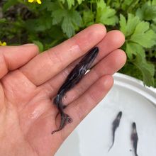 鸭嘴鱼苗冷水鱼观赏鱼淡水鱼养殖小鸭嘴兽鸭嘴鲟鱼苗鲟龙鱼苗活体