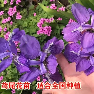 �Sβ�����{���Sβ�m�R�m����������ͺ��޸�����ֲ��ͥԺ�ļ��׻�