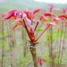 红油香椿树苗规格全味道鲜美香椿树苗可当年食用高产量香椿树苗