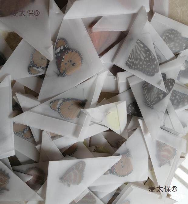 翅未实验儿童材料真蝴蝶手工收藏原蝶儿教学标本生手学生麦太保