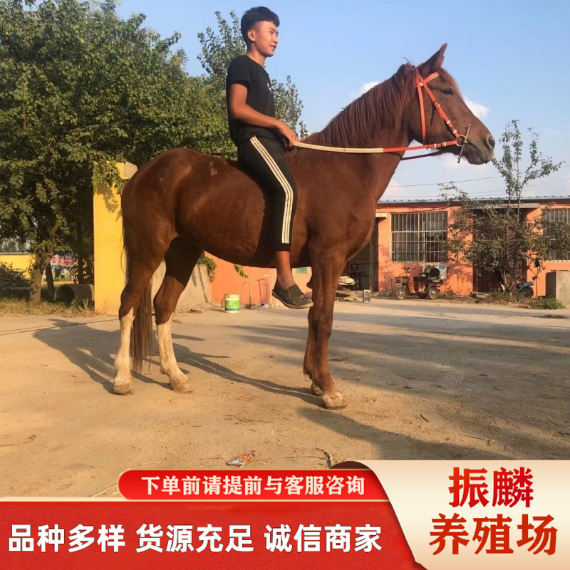 什么品种的骑乘马适合作为婚庆马 河南哪里有卖马的