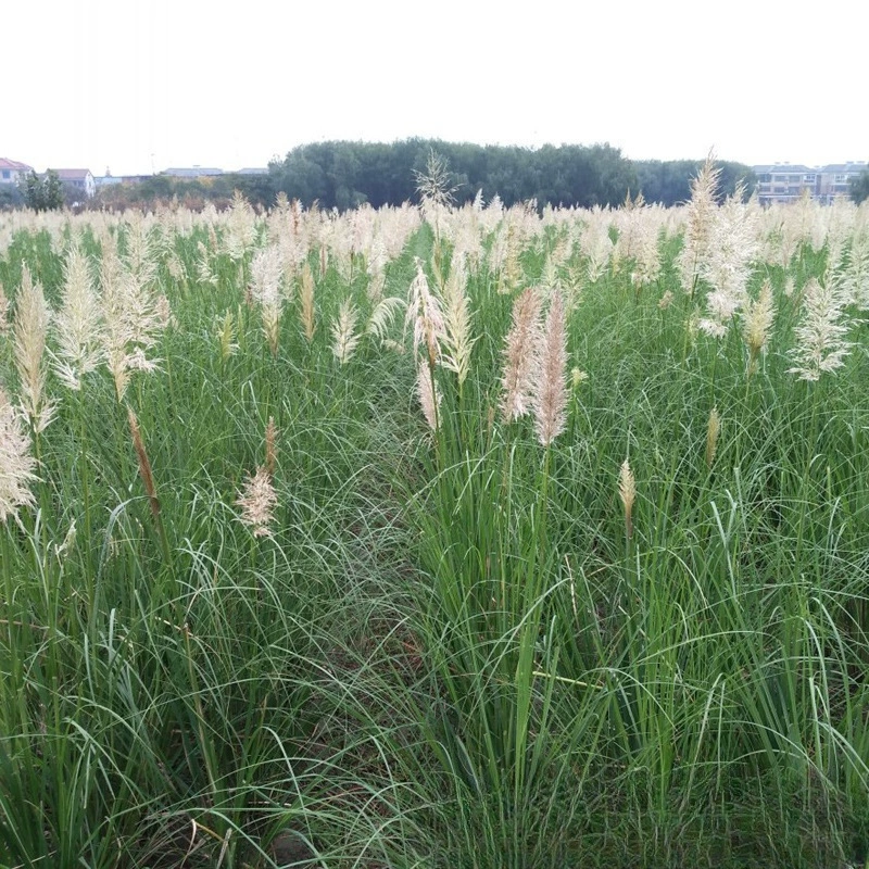 Питомник оптом Псалом тростник посадка база оптом декоративная трава цветок граница клумба почвопокровные растения