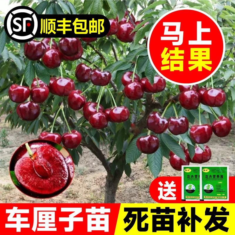 大樱桃树苗矮化樱桃树苗南北方种植盆栽庭院果树黑珍珠大樱桃果苗