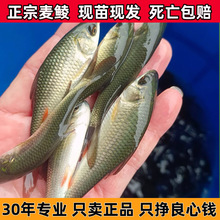 �N�~�����N�~�絭ˮ�Bֳʳ����̩��ι�������D����~���l�r���D��