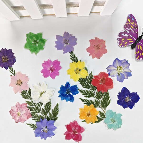 Supply delphiniums