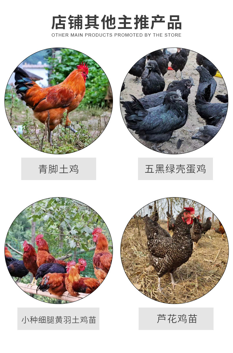 五黑绿壳蛋鸡-1_03.jpg