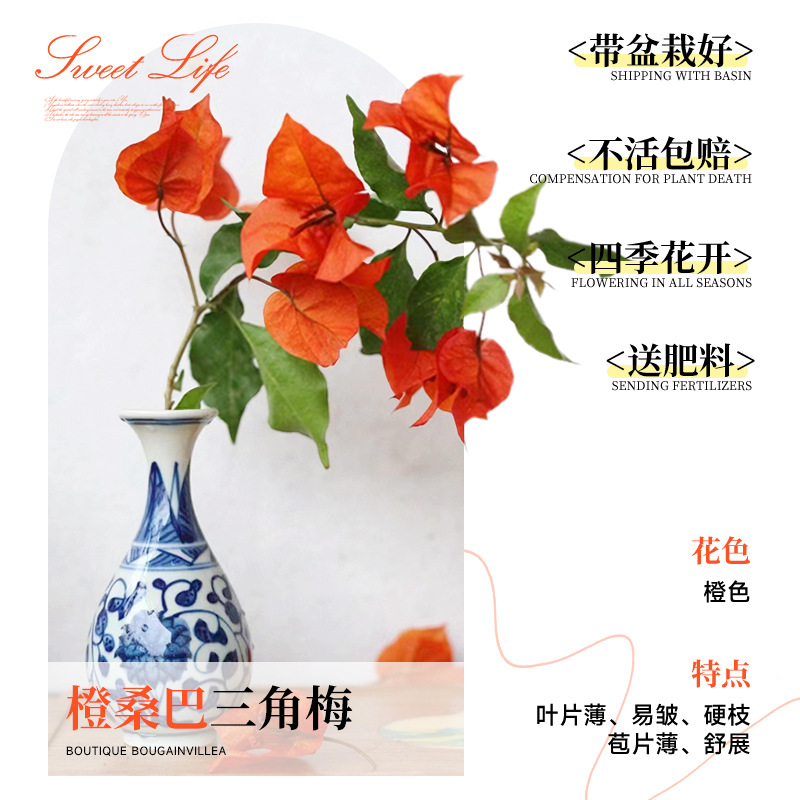 [꽃과 함께 배송되며 수령시 즉시 즐겨보세요] 오렌지 삼바 부겐빌레아 40-50cm