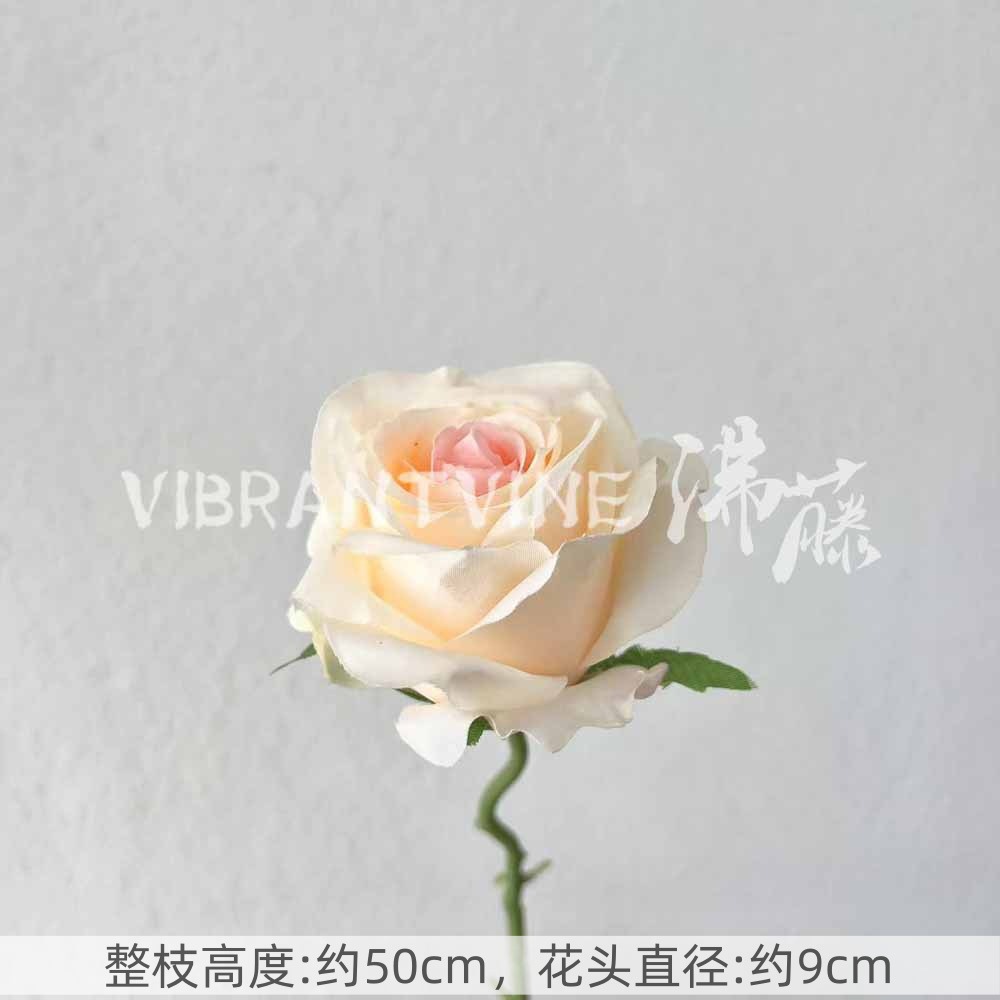 핑크 샴페인 앤지 로즈