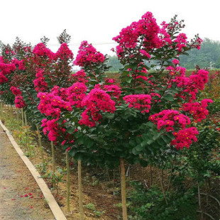 ��ޱ����������ͥԺ����Nֲ�^��ֲ����ռt�ļ��L���G���辰�Ϙ�