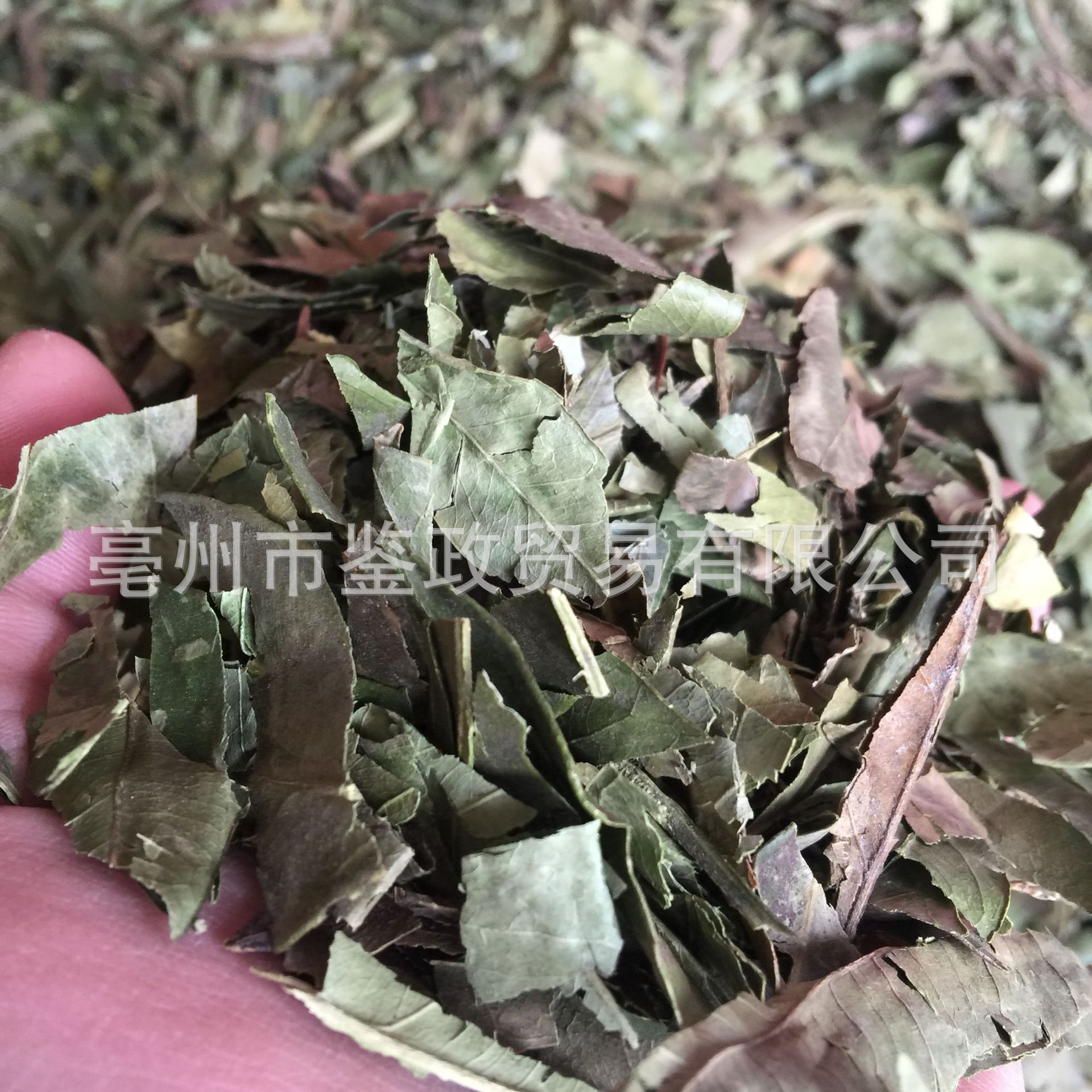 Dried Tangerine Leaf Ye Zi Loose Raw Herb 500g for Decoction and Tea quality and texture
