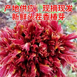 其他蔬菜;其他调味品;其他休闲食品