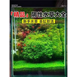 ���ˮ��ֲ���~��ˮ��Ī˹�����������ˮ�|�~���B�~�쾰���B�Gֲ
