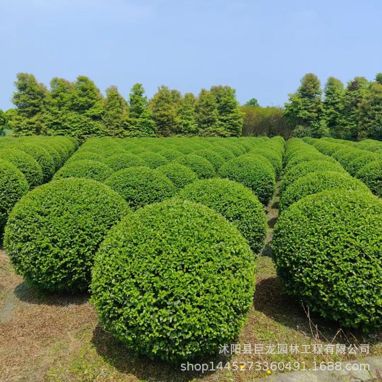 苗圃供应优质小叶女贞球 园林工程绿化苗木 小叶女贞冠幅好价格优