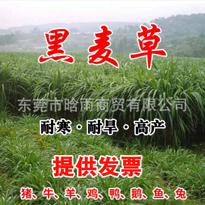 黑麦草种籽子种四季多年生耐寒牧草种子畜牧养殖草种鸡鸭牛羊鱼草
