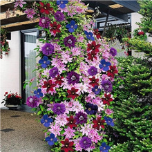 �F��ɏ���N�����~�\�}�Nޱ�N����ɽ��ͥԺ���@������Ԯֲ�ﻨ�N��