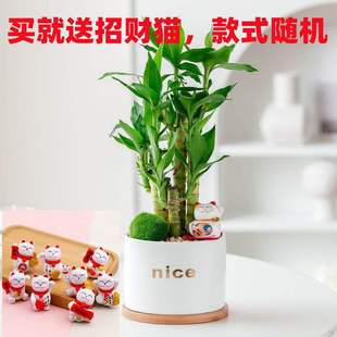 ���F���Ĳ���ɻ�������ˮ��ֲ���k���҃����՚�����ȩ����С����