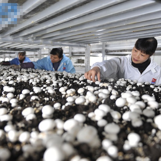 山东双孢菇菇房铝合金种植架 双孢菇铝合金种植平台 工厂直供