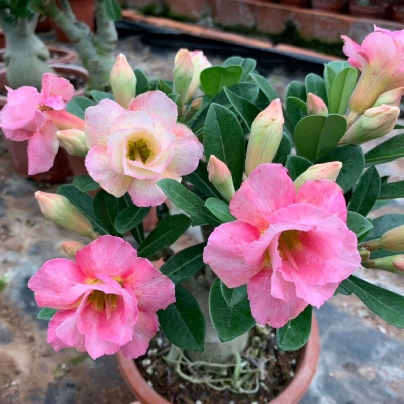 # 25 히비스커스 드렁큰 데저트(3년생 모종)는 그해에 개화합니다.