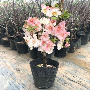 ���Ļ�����׃ɫ����ϲ��ͺ��ͺ��Ϸ������Nֲ�۰םu׃ɫ������