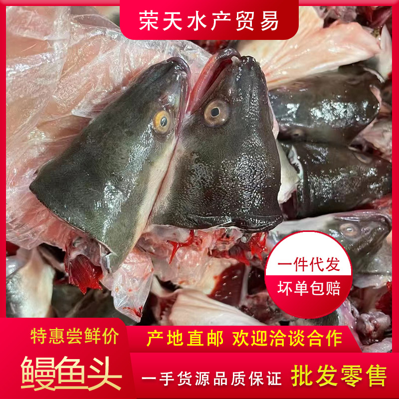 新鲜鳗鱼头新鲜批发冷冻鳗鱼头河鳗鱼乌尔鳗鲜活广东潮汕海产