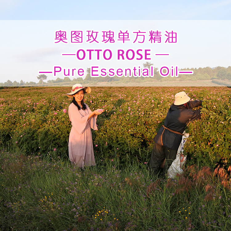 保加利亚大马士革玫瑰单方精油原料批发RoseOil奥图玫瑰精油香薰