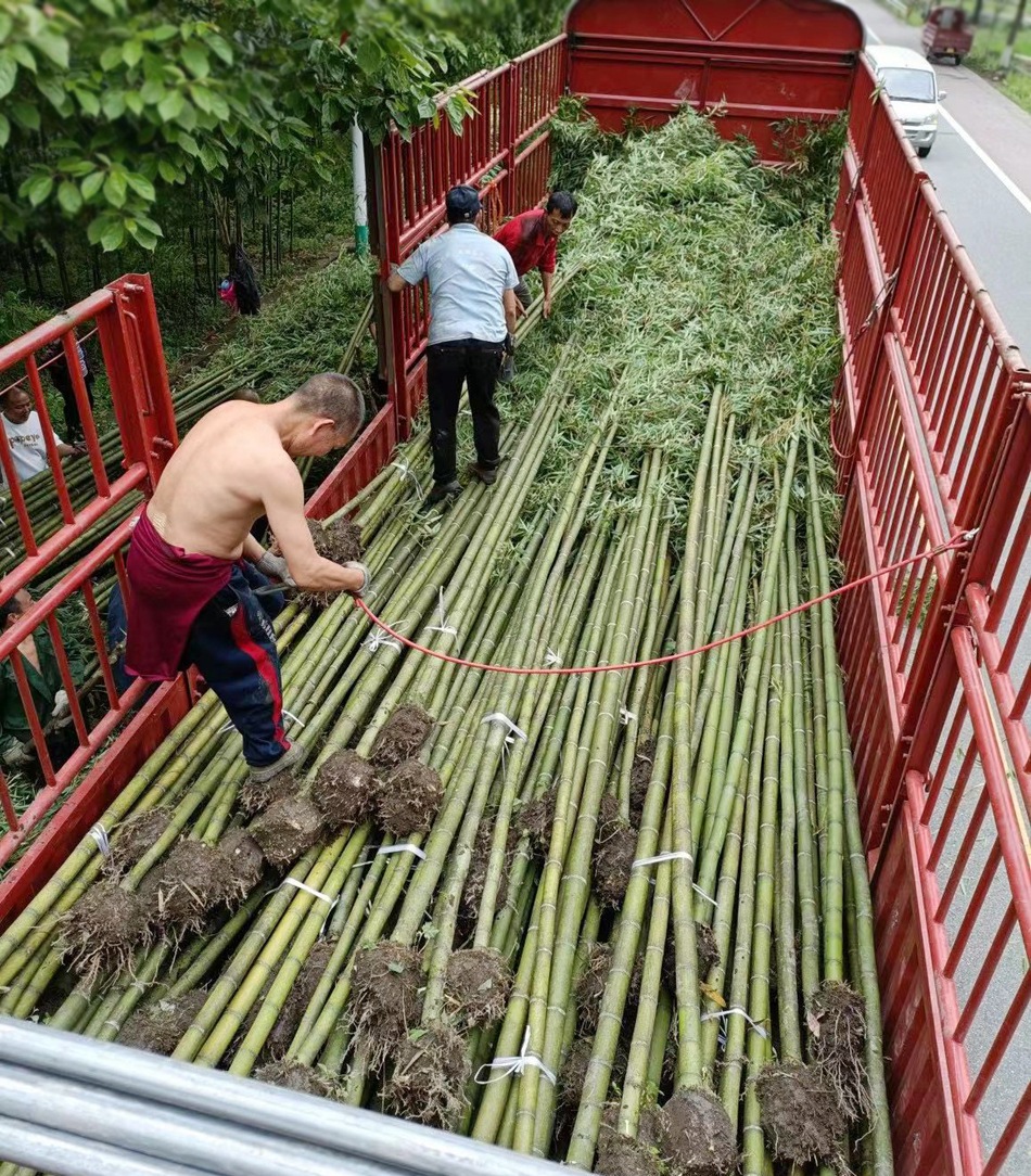 雷竹 雷公竹 四川绿化工程苗木竹类植物 庭院景观私家花园植物-阿里巴巴