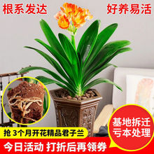 黄花君子兰 黄花君子兰品牌 图片 价格 黄花君子兰批发 阿里巴巴