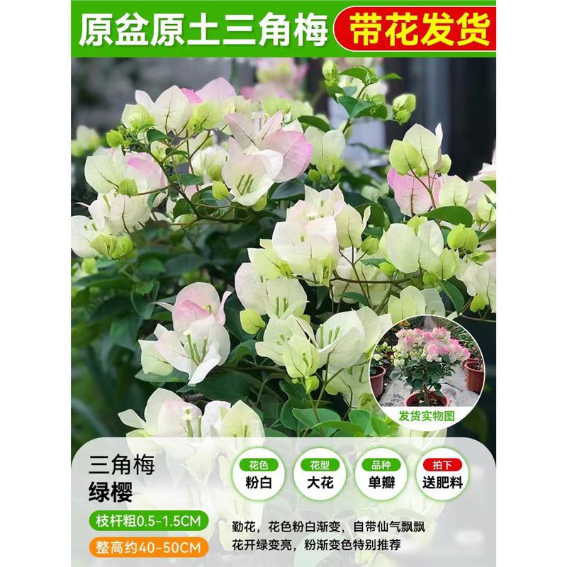 [꽃과 함께 배송되는 가지, 부드럽고 키우기 쉬운] 그린 체리 부겐빌레아 40-50cm