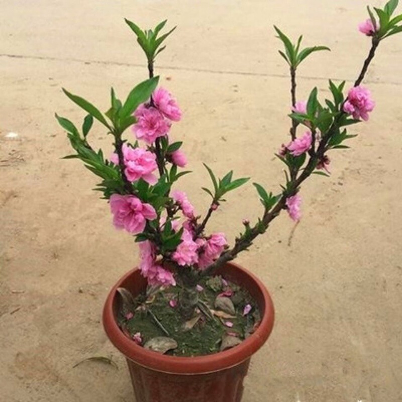 Double-Petaled Peach Tree Bonsai with Five Precious Beads, Easy-To-Grow Courtyard Green Plant