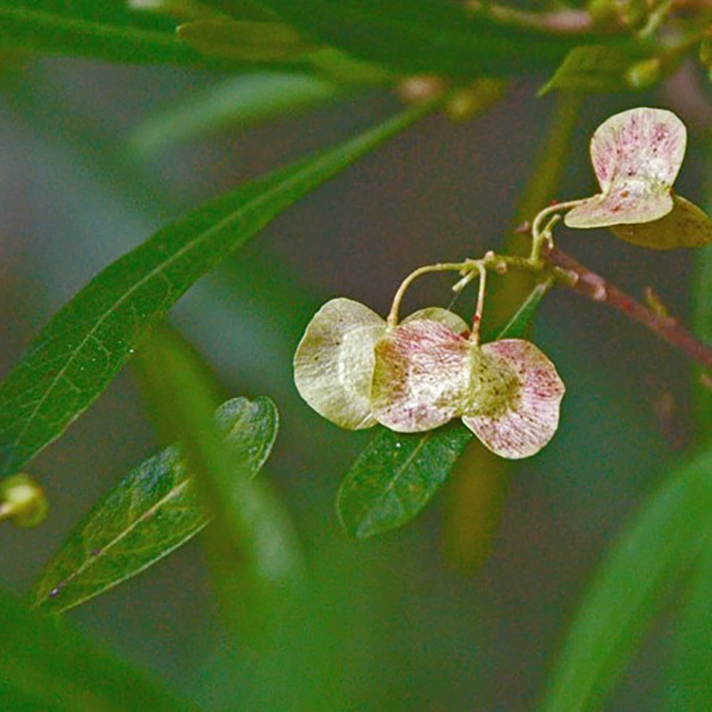 Оптовая продажа фабрики прямая продажа семян Че Сангзи лесные семена большое количество скидка высокая выживаемость