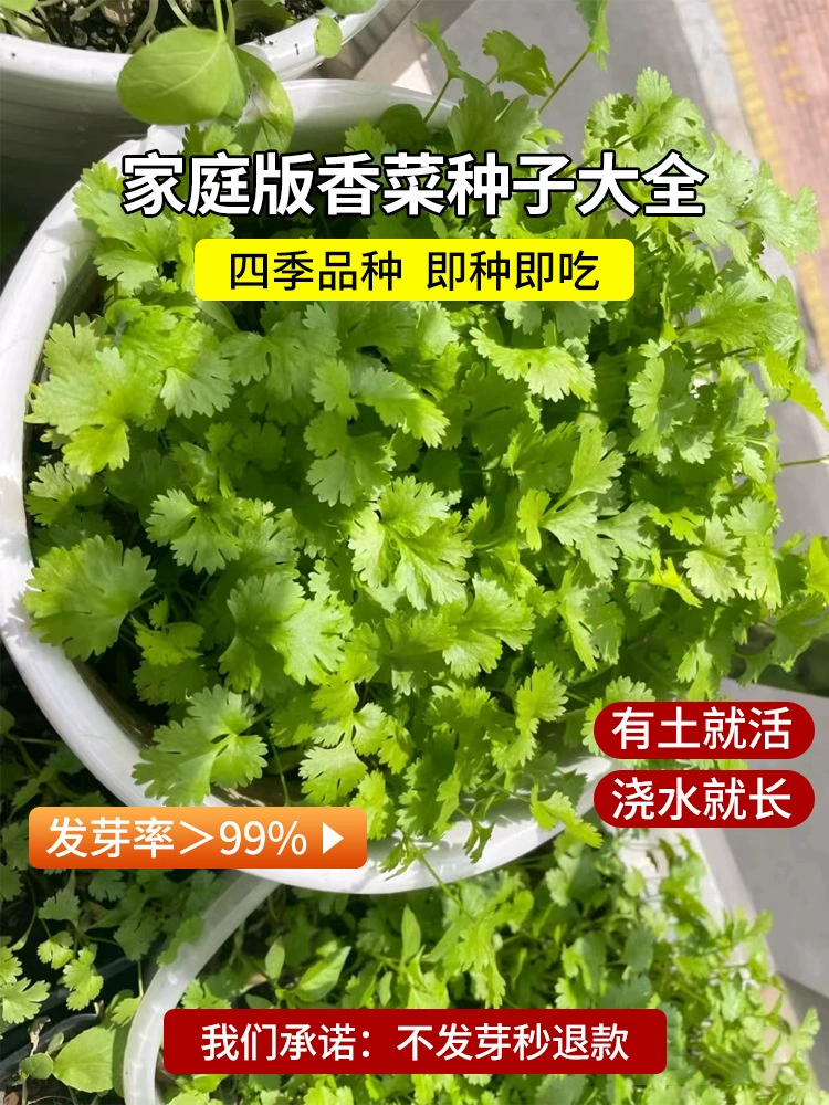 Семена кориандра Энциклопедия после осени кориандр в горшках рассада крупнолистовой кориандр виды Four Seasons балкон ваниль виды семян старые семена