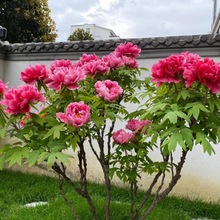 岛锦正宗洛阳牡丹花苗菏泽牡丹苗四季花王庭院盆栽重瓣室内外绿植