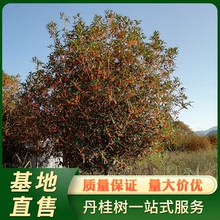 浦城丹桂11-12公分 八月桂花樹四季常青綠化喬木基地直售批發