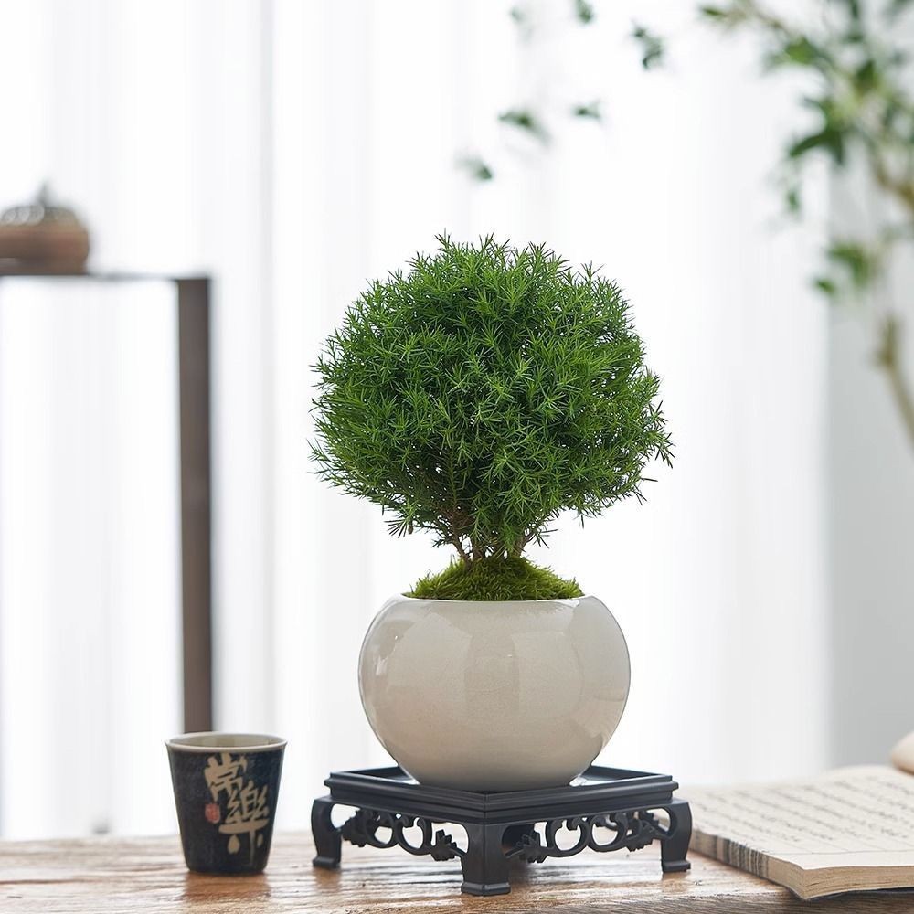 放青松风室内植物办公室桌面雾凇小盆栽盆景绿植懒人好养雾松-阿里巴巴