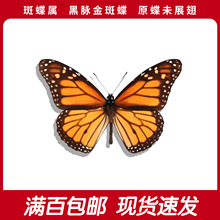 ���}��߾����ߵ�A1/A-ԭ��δչ���M��ϡ��������˱��ֹ�diy�ղ�