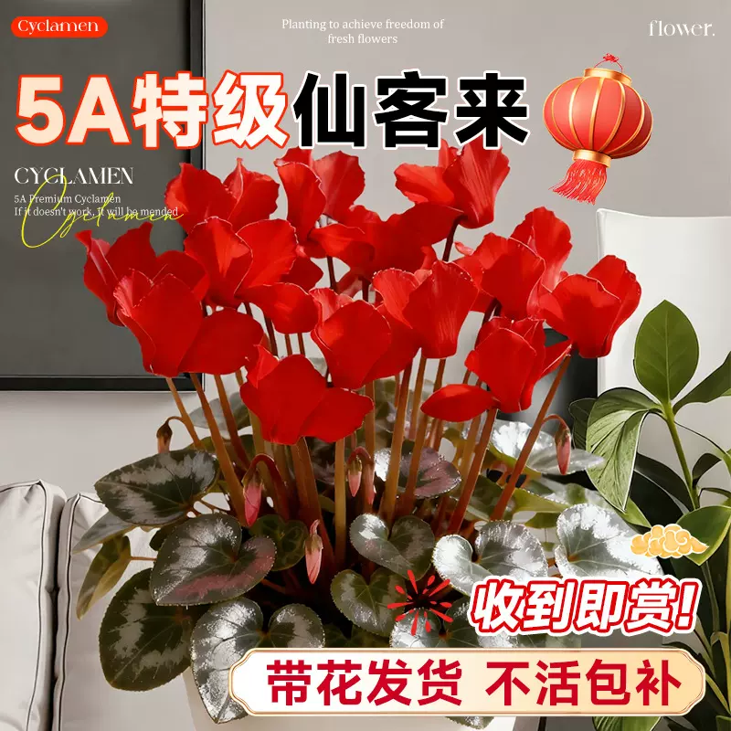 仙客来花卉绿植盆栽带花特大花苗阳台室内年宵花绿植物耐寒好养活