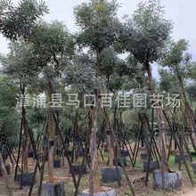 产地直销 规格齐全 庭荫树防护树百佳园艺米径8公分 红花风铃木