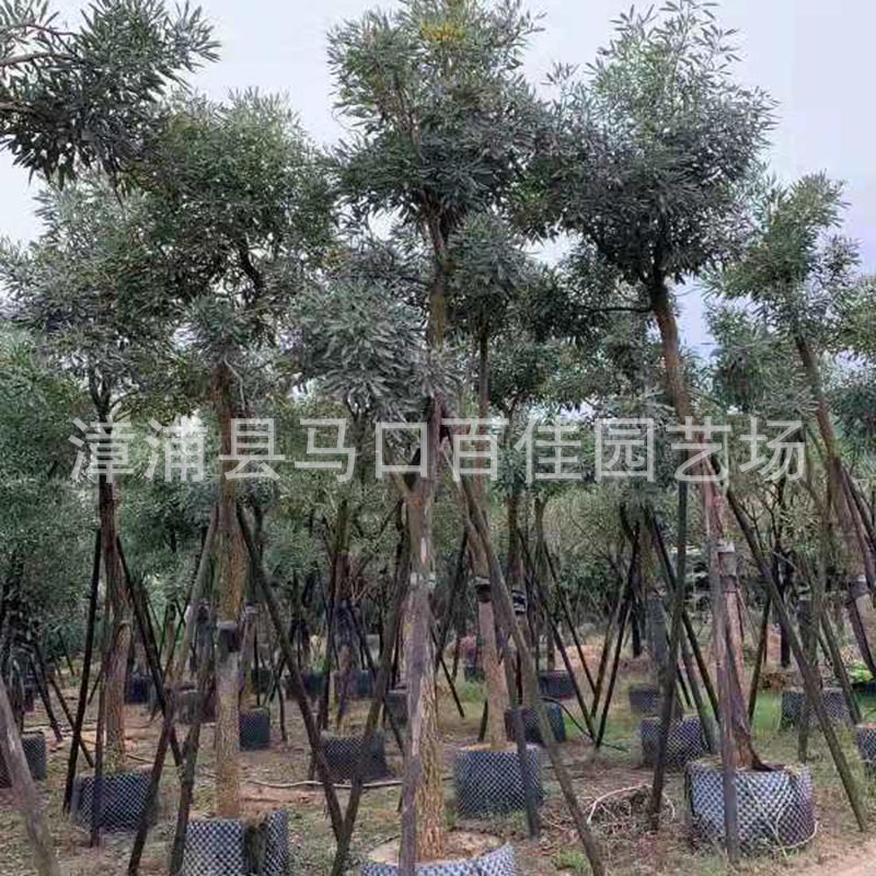 产地直销 规格齐全 庭荫树防护树百佳园艺米径8公分 红花风铃木