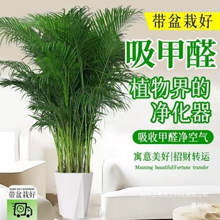 �S��ֱ�N���FҬ�Ӵ��;Gֲ�����҃ȿ͏d�k���Һ��B�辰�ļ������