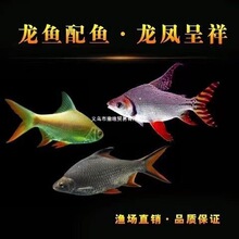 ���P�~�y�P�~���w�^�p�~�p�����~̩���a���yԪ���~�t���a�~