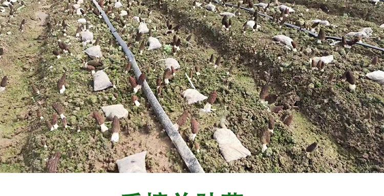 阿里羊肚菌3-55-7_05