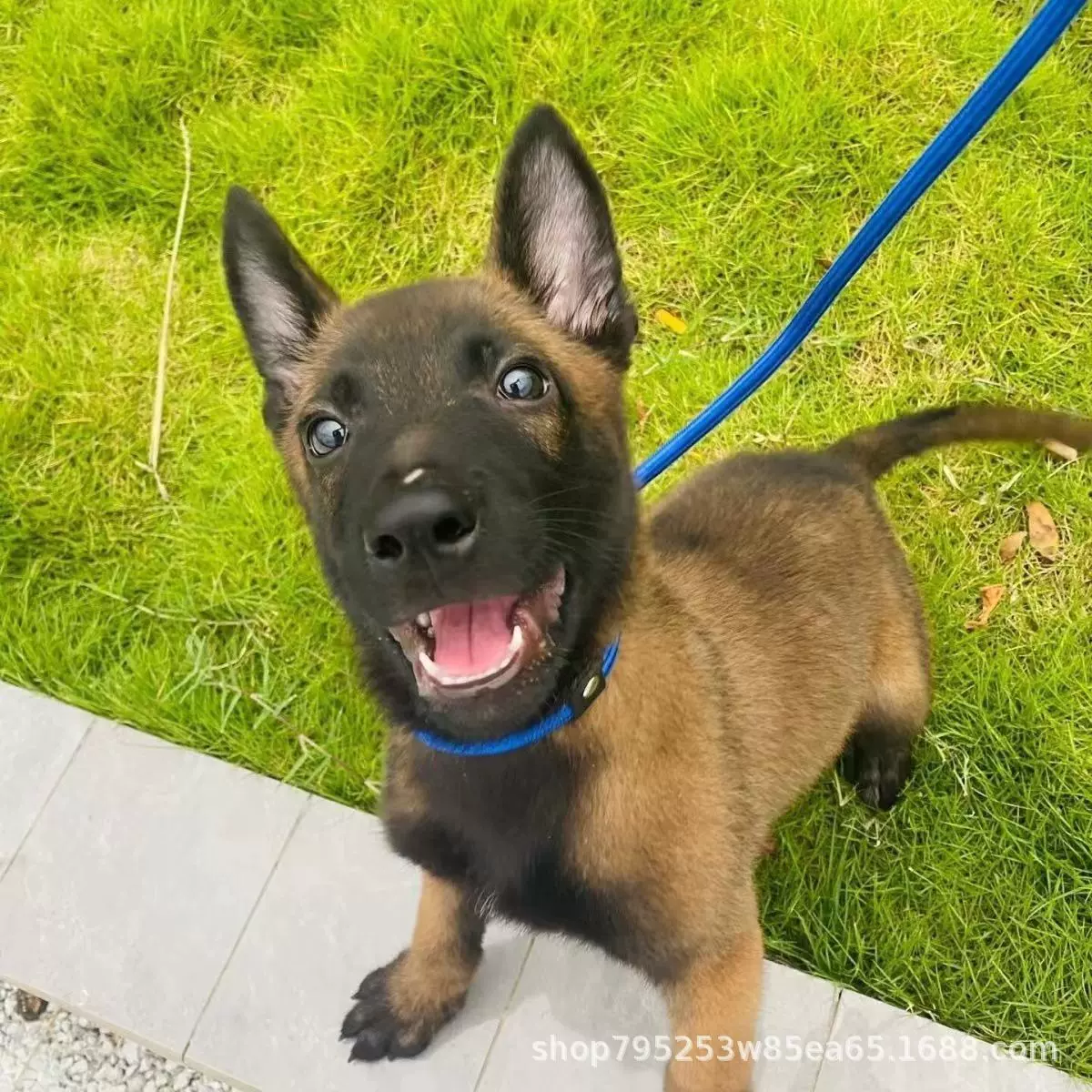 正宗马犬纯种双血统爆红枣红色放牧犬警犬看护科目马犬三个月马犬