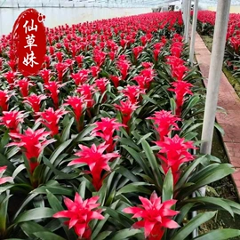 宿根花卉;一二年生花卉;灌木