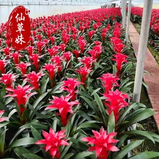 ���\���^ƽ�^�t����  �k�����P��Gֲ���� ������� �̨�k���Gֲ