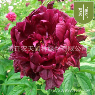 Peony Root Block with Buds, Peony Root, Peony Flower Root Ball, Flowering Indoor Courtyard Green Plant Potted Plant